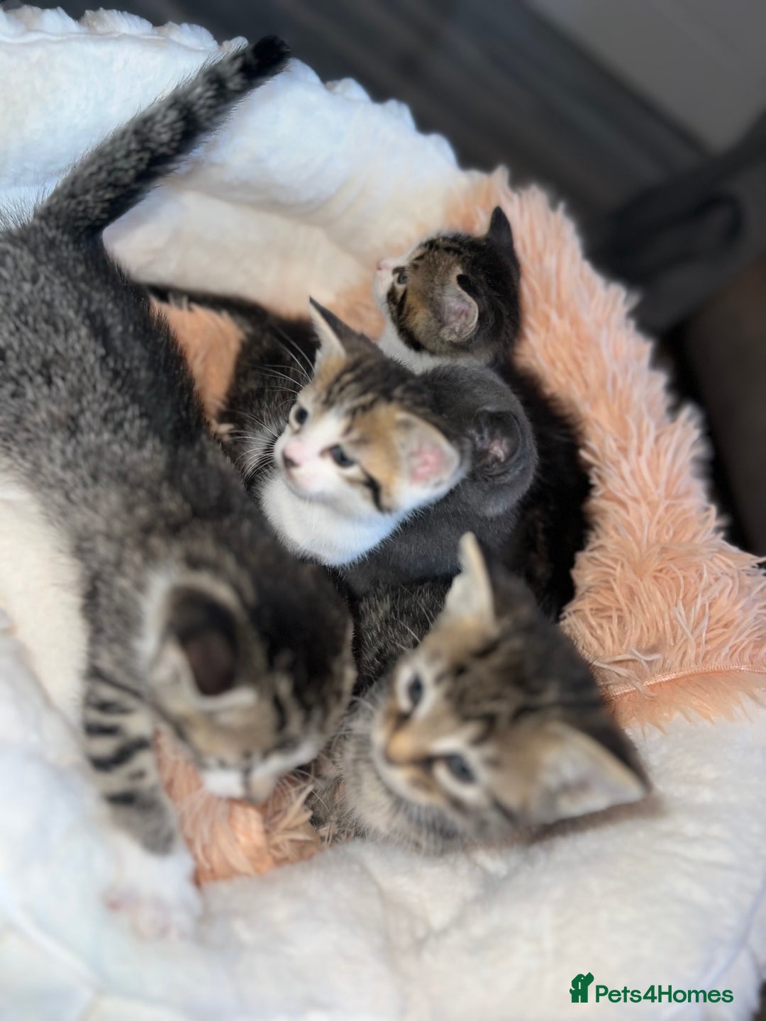 Mixed Breed cats for sale: 4 kittens for sale  - Image 2