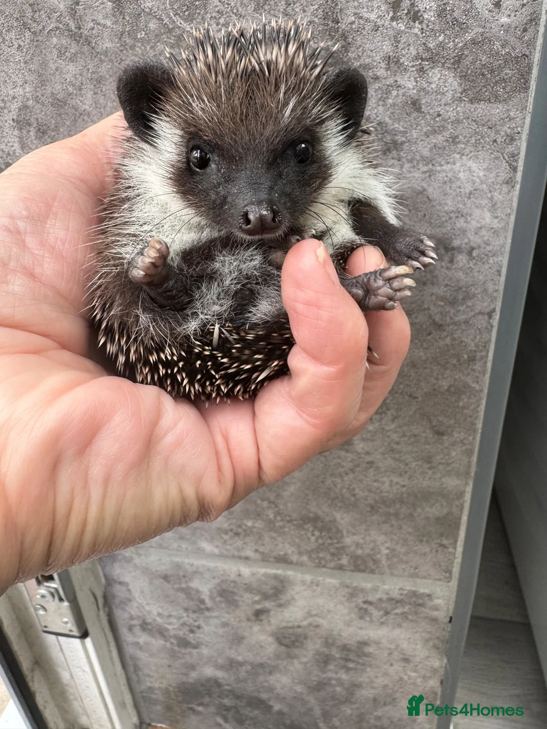Pygmy Hedgehog rodents for sale: 8wk old APH babies various masks/ colours  - Advert 30