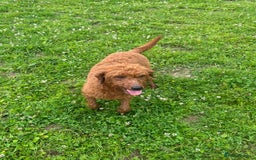 Labradoodle dogs for sale: Red curly labradoodles (F1b) - Image 14