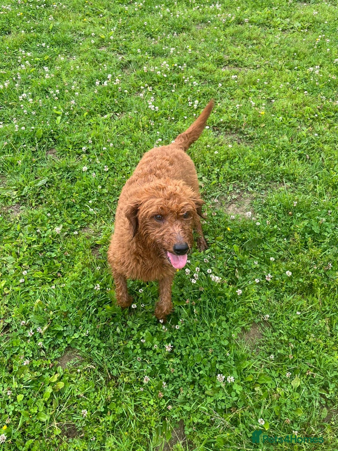 Labradoodle dogs for sale: Red curly labradoodles (F1b) - Image 14