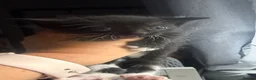 Mixed Breed cats for sale: Cute little blue babies - Advert 8