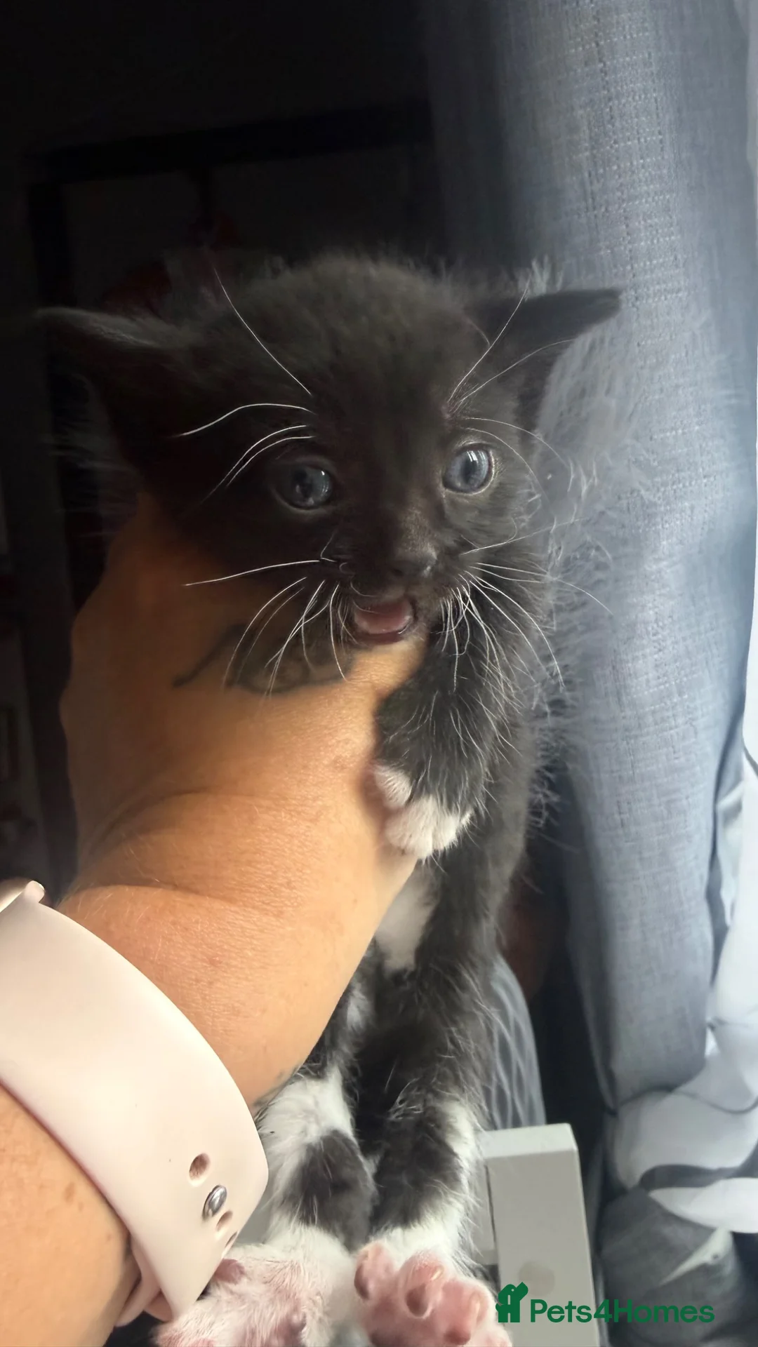 Mixed Breed cats for sale: Cute little blue babies - Advert 8