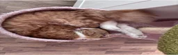 Mixed Breed cats for sale: Very Friendly Male & Female Bonded Pair Cats - Advert 10