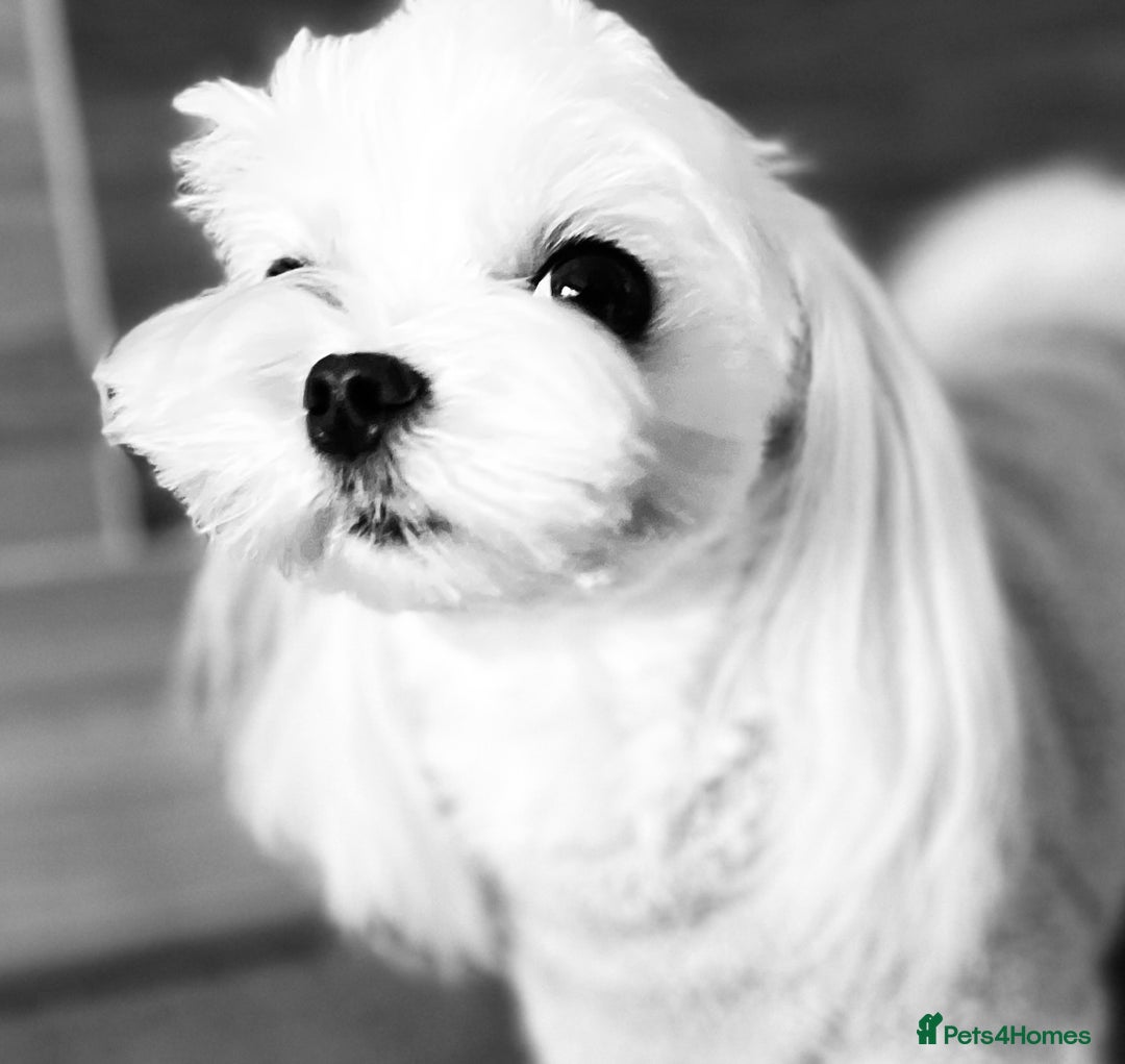Maltese dogs for stud: KCReg Tiny Korean Bred/ Doll Faced/ At Stud - Image 3