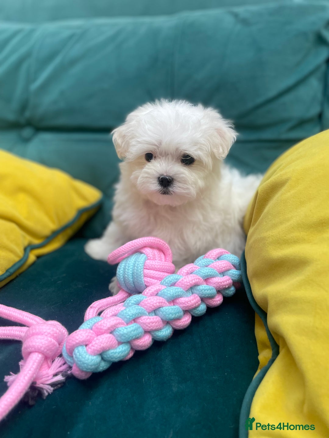 Maltese dogs for sale:  ✨ Special – Korean Maltese Puppies 🐾 - Advert 13