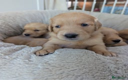 Golden Retriever dogs for sale: Beautiful Golden retriever puppies  - Image 4