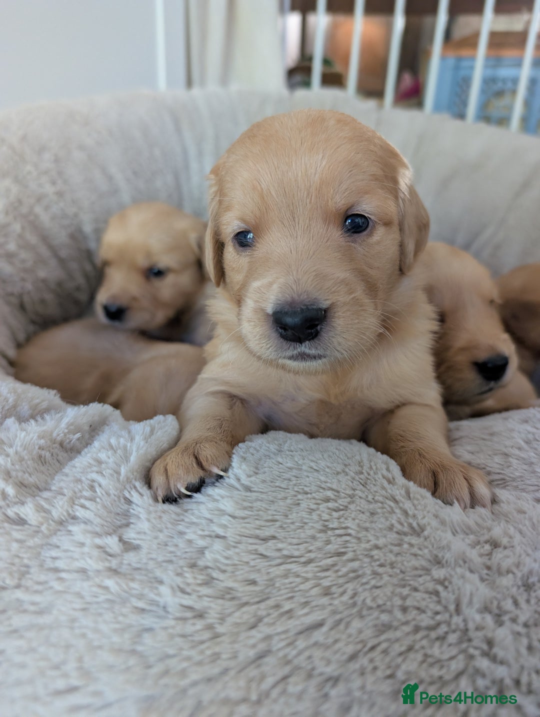 Golden Retriever dogs for sale: Beautiful Golden retriever puppies  - Image 4
