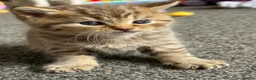 British Shorthair cats for sale: Male BSH golden tabby  - Advert 3
