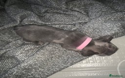 French Bulldog dogs for sale: REDUCED!!🥰Ready SOON 🐾 French bulldog puppies - Image 26