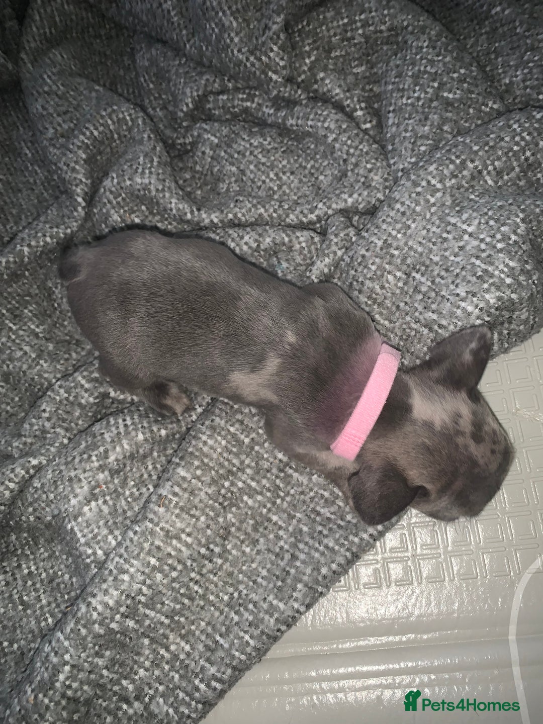 French Bulldog dogs for sale: REDUCED!!🥰Ready SOON 🐾 French bulldog puppies - Image 26