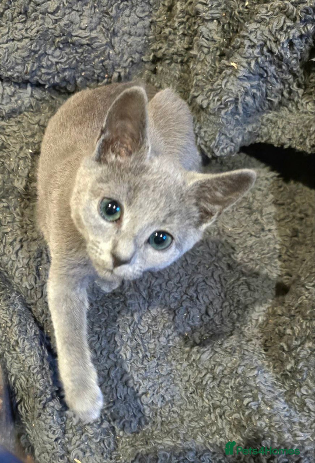 Russian Blue cats for sale: RB PERIGREE, LAST GIRL  N.LONDON  - Advert 2