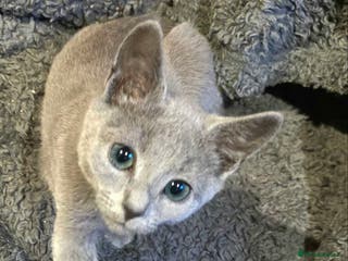 Russian Blue cats RUSSIAN BLUE Pedigree(GCCF)LAST GIRL,4m, N.London - Advert 5