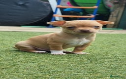 Chihuahua dogs for sale: 2 beautiful boys for sale  in Loughborough - Image 12