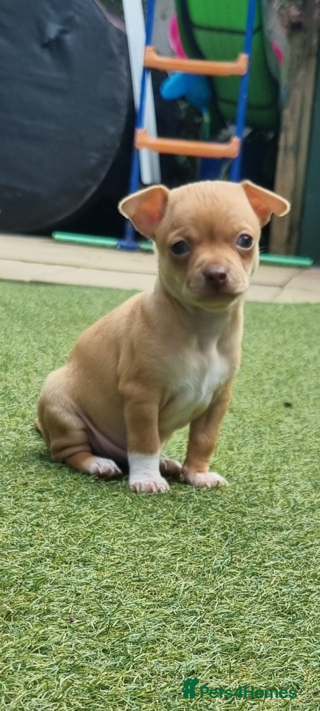 Chihuahua dogs for sale: 2 beautiful boys for sale  in Loughborough - Image 12
