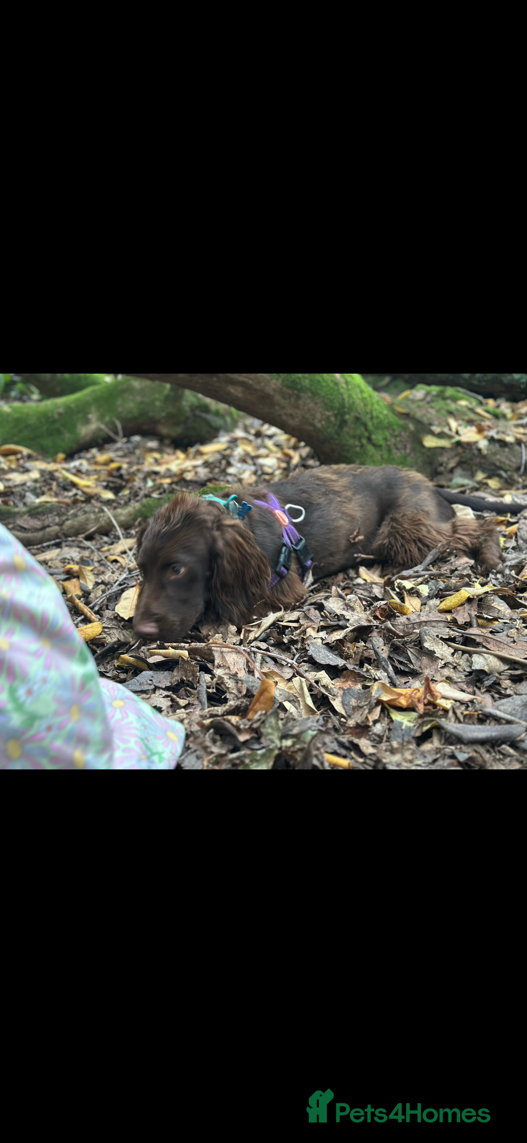 Sprocker dogs for sale: Sprocker spaniel  - Advert 5