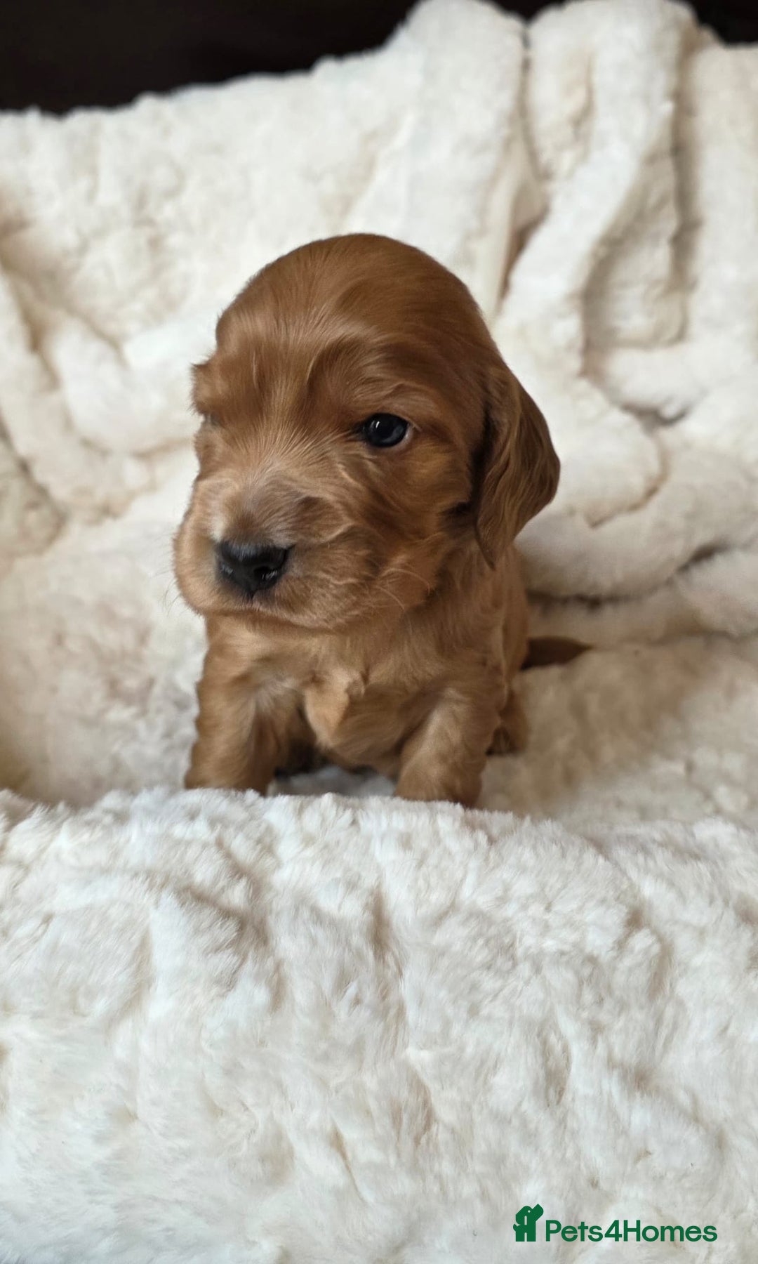 Cocker Spaniel dogs for sale: Beautiful KC Show Cocker Spaniel Pups - Advert 9
