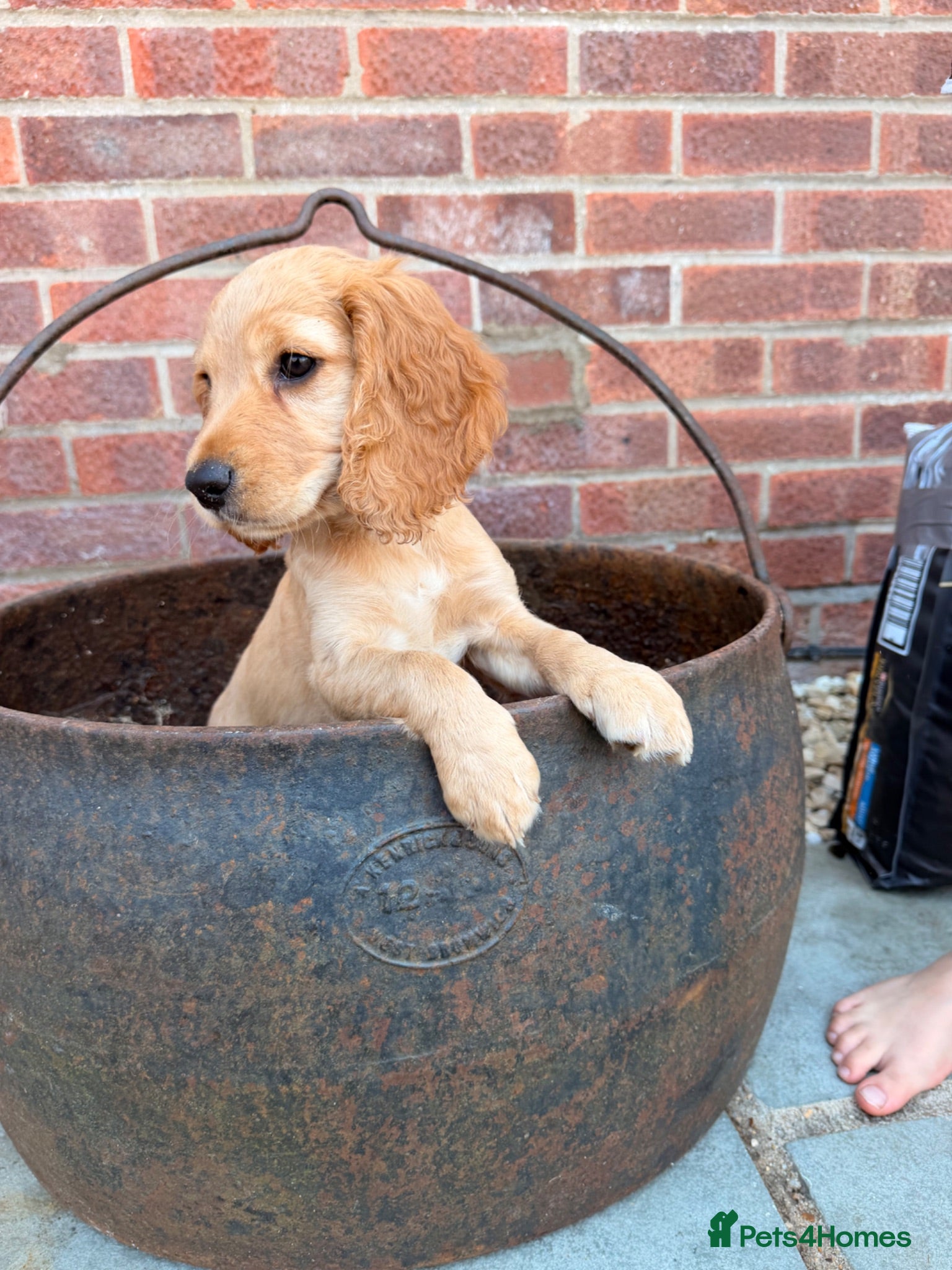 Cocker Spaniel dogs *Ready for collection cocker spaniel pups  - Advert 4