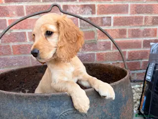 Cocker Spaniel dogs *Ready for collection cocker spaniel pups - Advert 4