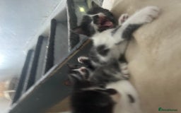 Mixed Breed cats for sale: Beautiful marking very fluffy  - Image 29