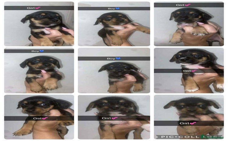 Mixed Breed dogs - Advert 9