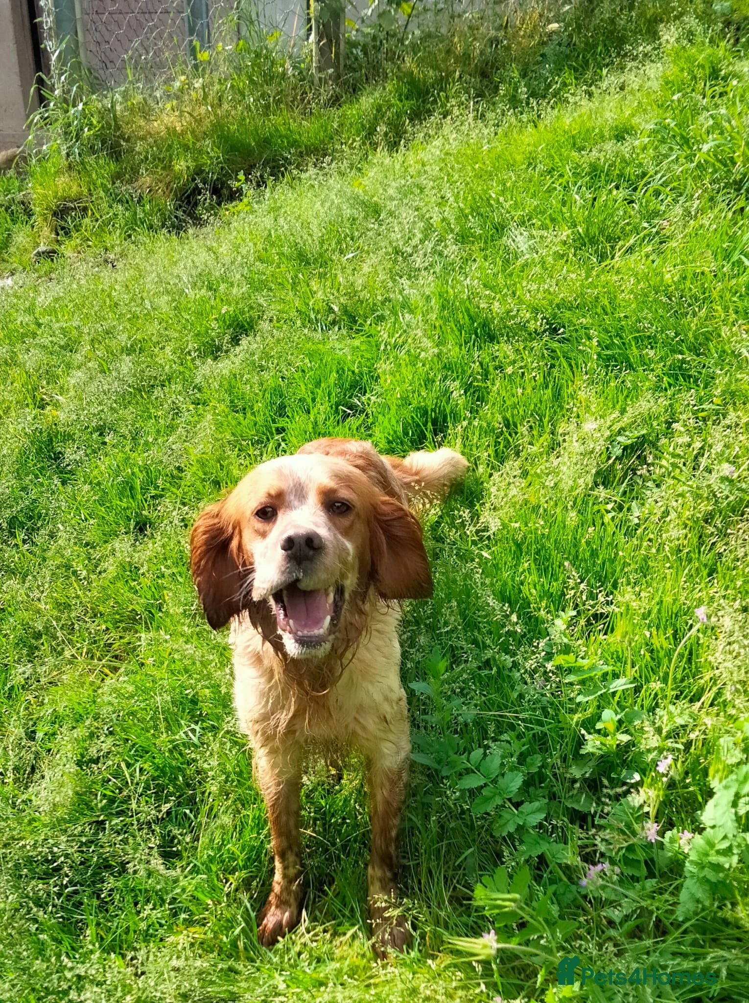 English Setter dogs Icaro in Birkenhead - Advert 3