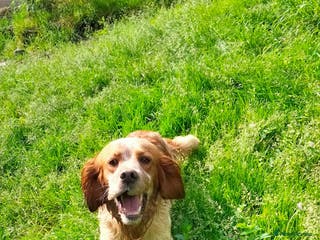 English Setter dogs Icaro in Birkenhead - Advert 8