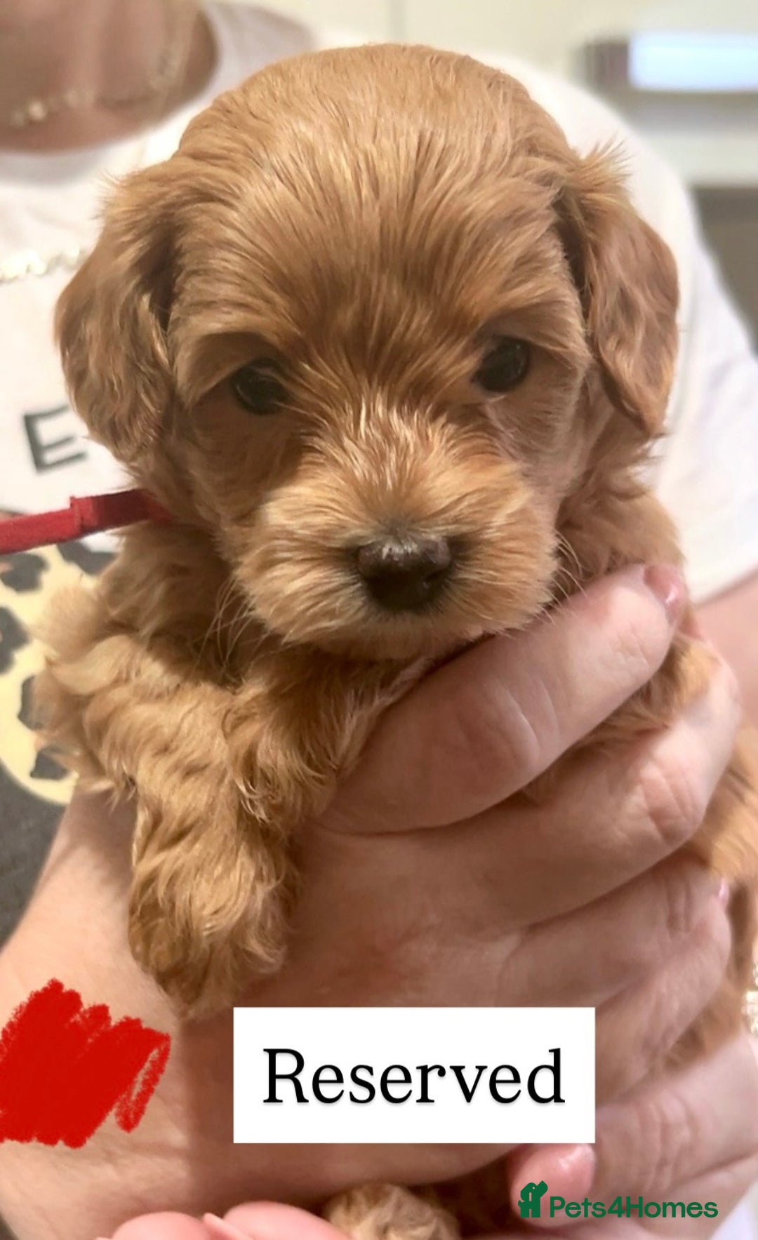 Maltipoo dogs for sale: Red maltipoo puppies - Advert 4