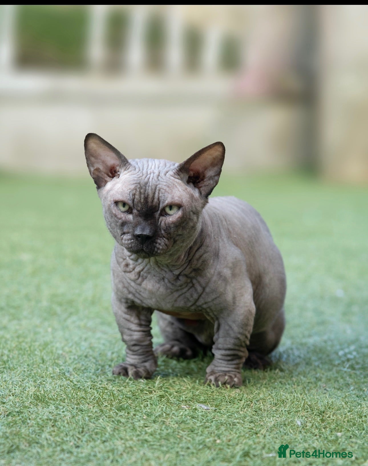 Sphynx cats Health Tested, Champion Bambino for stud - Advert 1