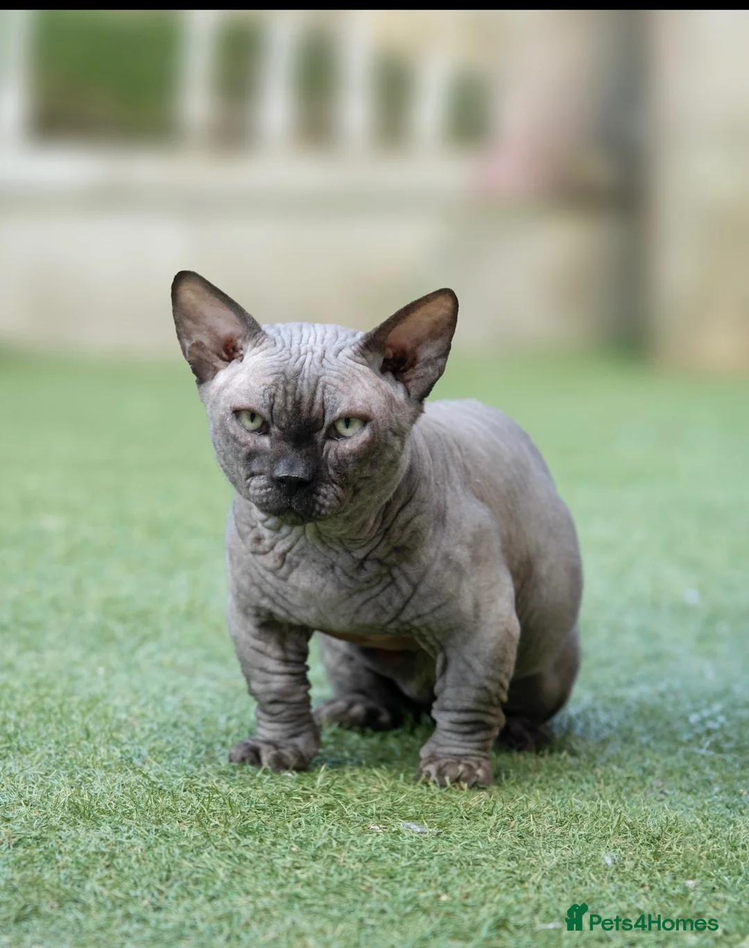 Sphynx cats for stud: Health Tested, Champion Bambino for stud - Advert 1