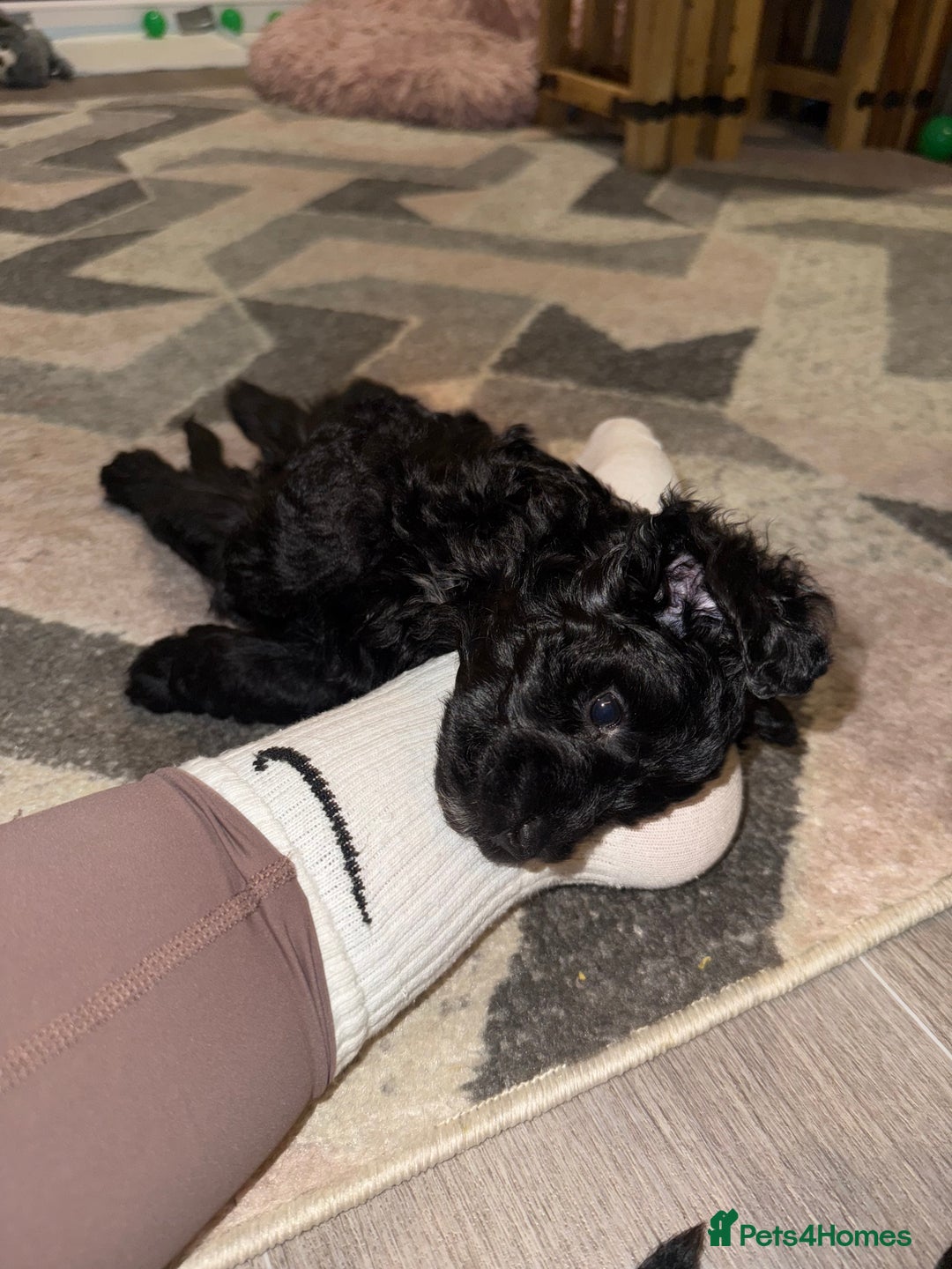 Cavapoo dogs for sale: Cavapoo puppies - Advert 10