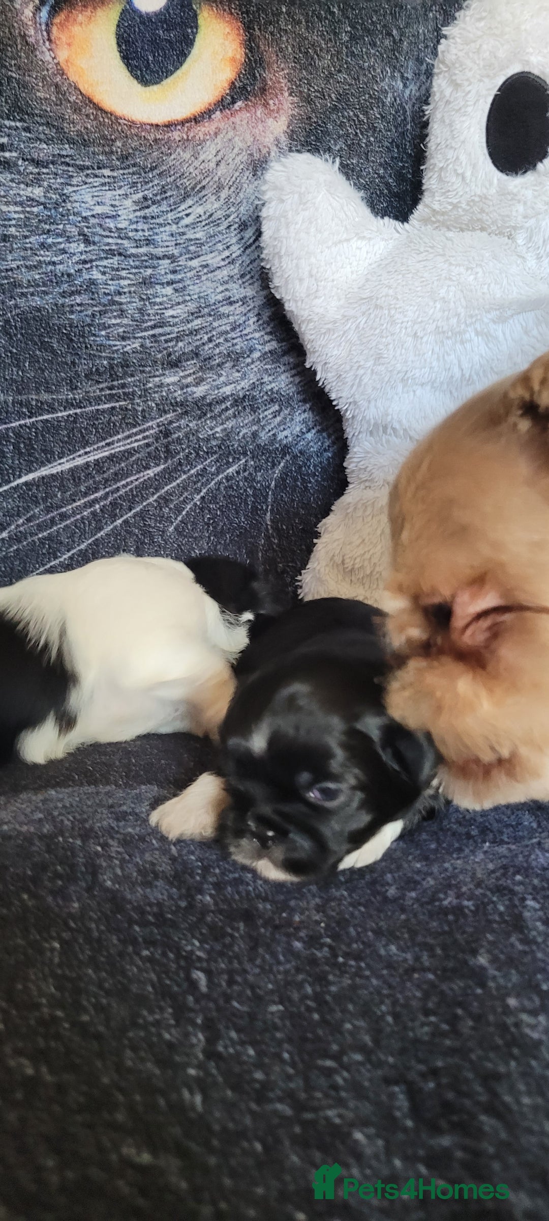Shih Tzu dogs for sale: shih tzu puppies  - Advert 14