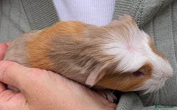 Guinea Pig rodents for sale: 4 Baby Boy Guinea Pigs  - Image 8
