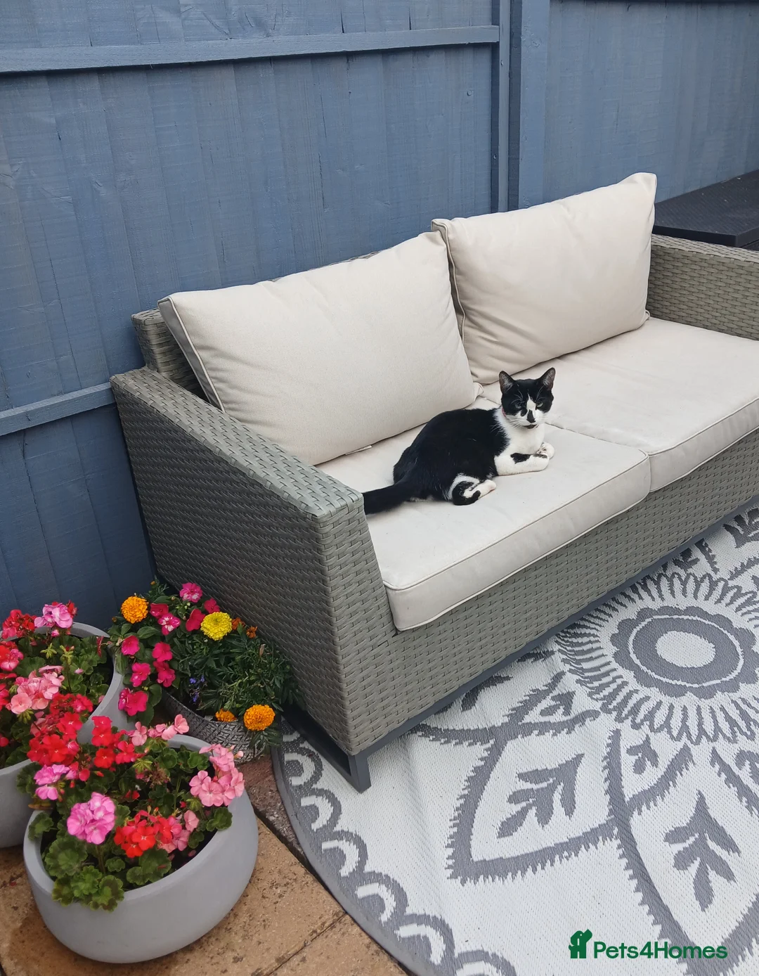 Mixed Breed cats for sale: Cute Kittens - Advert 6