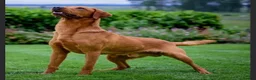 Labrador Retriever dogs for sale: Male Fox Red Puppies  - Advert 6