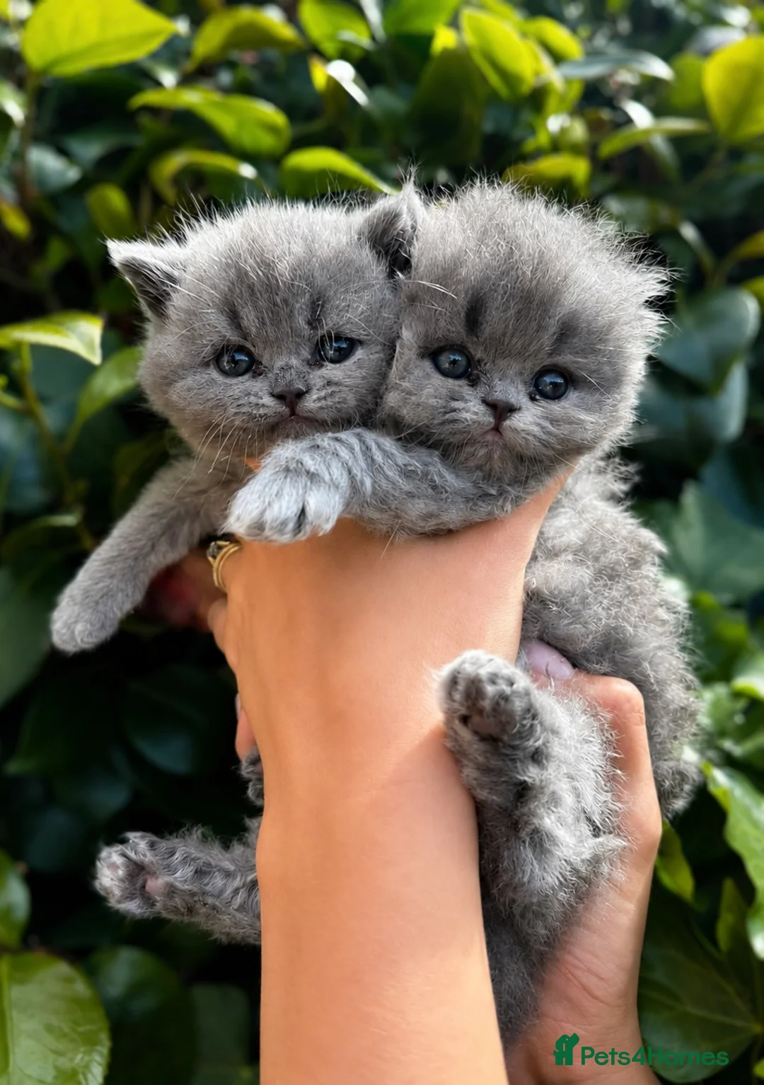 British Shorthair cats for sale: Gccf British Shorthair & Longhair Kittens - Advert 2