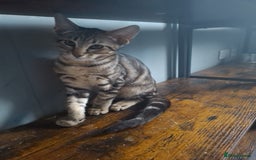 Maine Coon cats for sale: Gorgeous Maine Coon cross Oriental kittens - Image 7