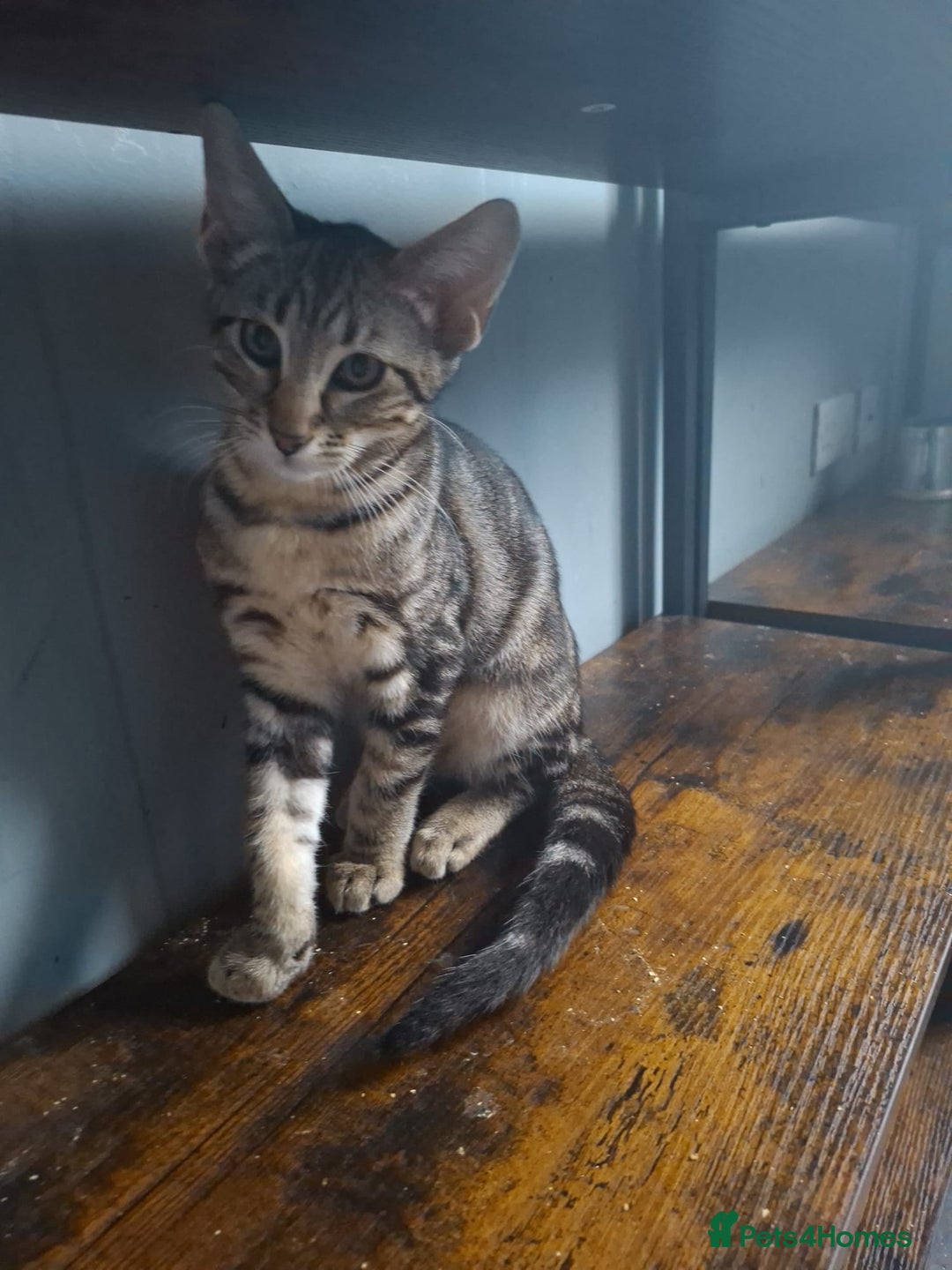 Maine Coon cats for sale: Gorgeous Maine Coon cross Oriental kittens - Image 7