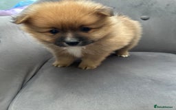 Pomeranian dogs for sale: Pomeranian puppies - Advert 19