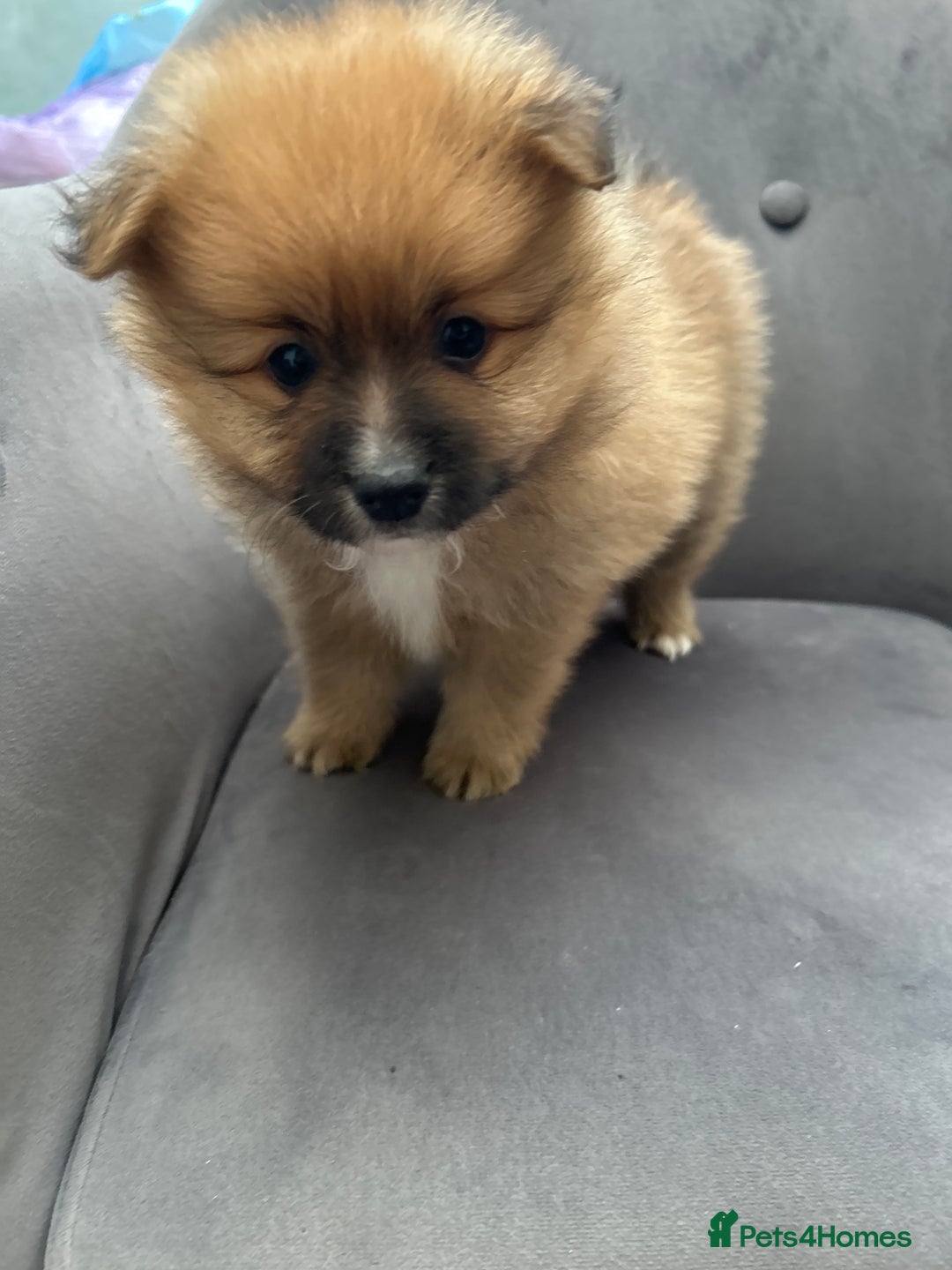 Pomeranian dogs for sale: Pomeranian puppies - Advert 19