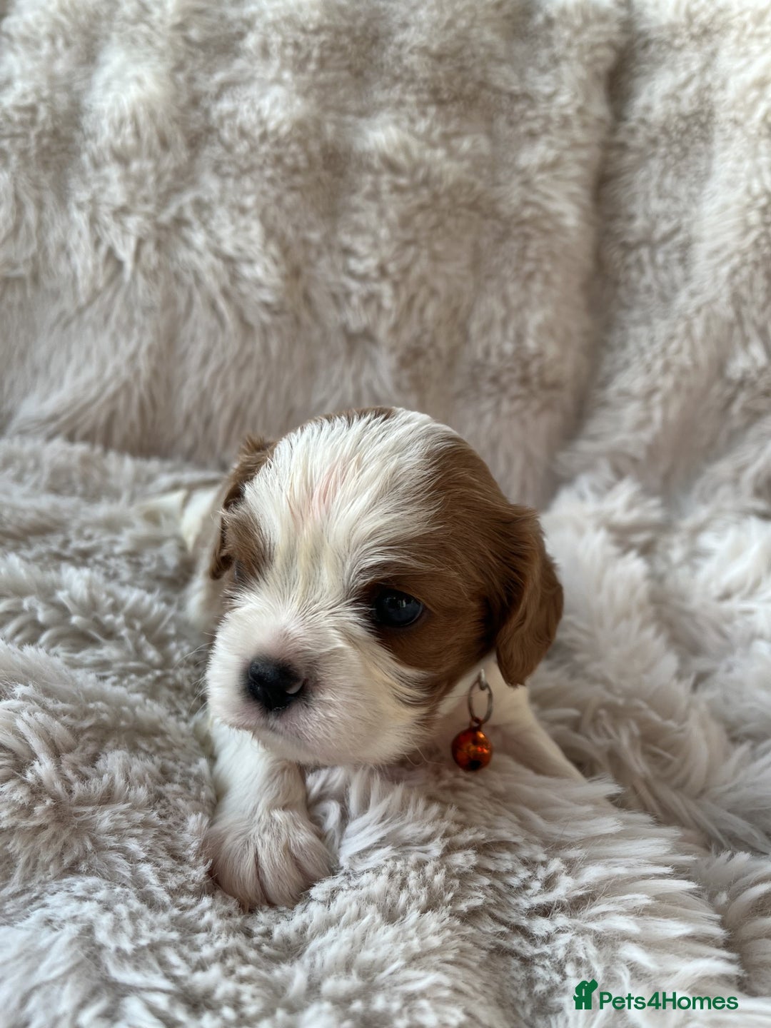 Cavalier King Charles Spaniel dogs for sale: Chocolate Carriers KC Vet Health Checked - Advert 14