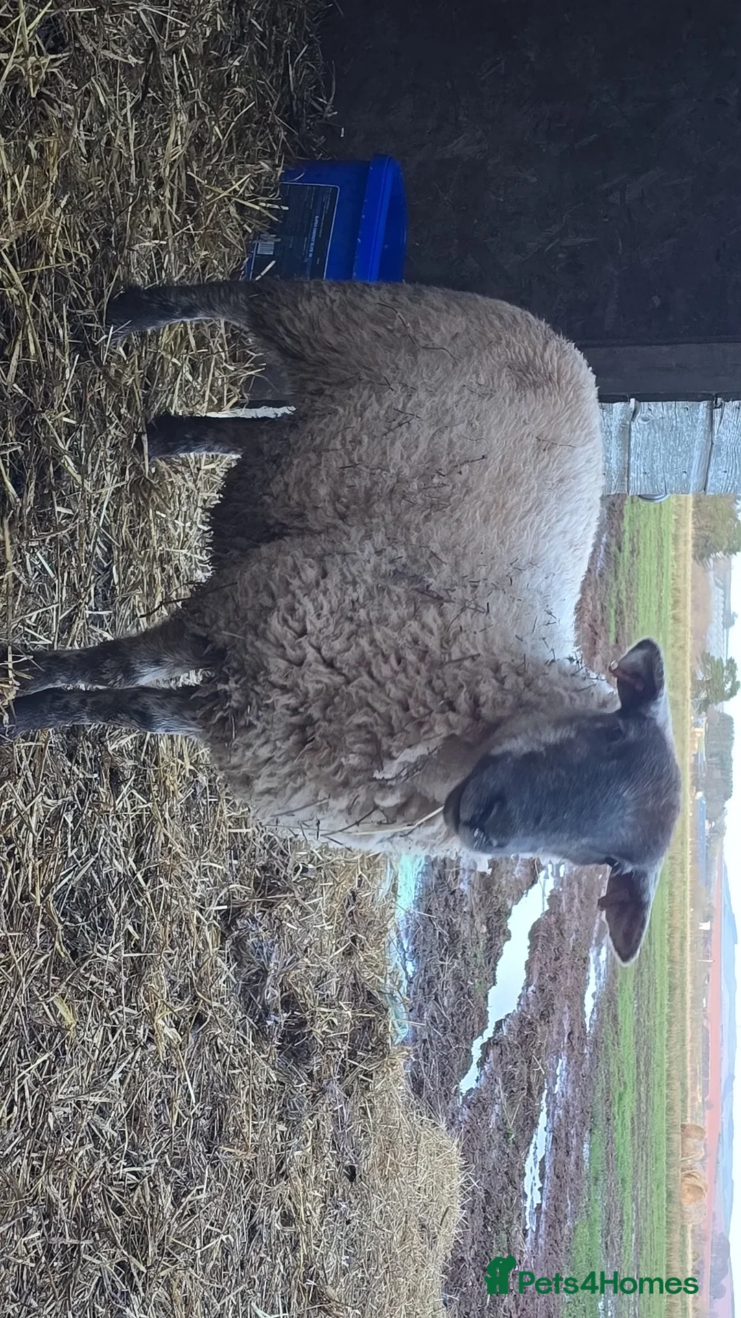 Sheep livestock for sale: Selection of Very tame sheep  in Laurencekirk - Advert 2