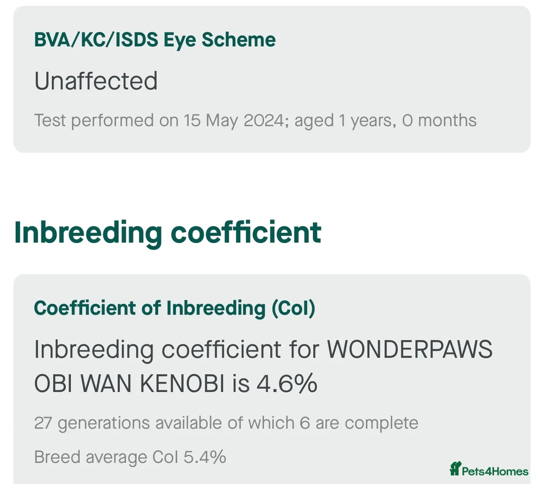 Cairn Terrier dogs for stud: Quality KC reg, health tested stud  - Advert 8