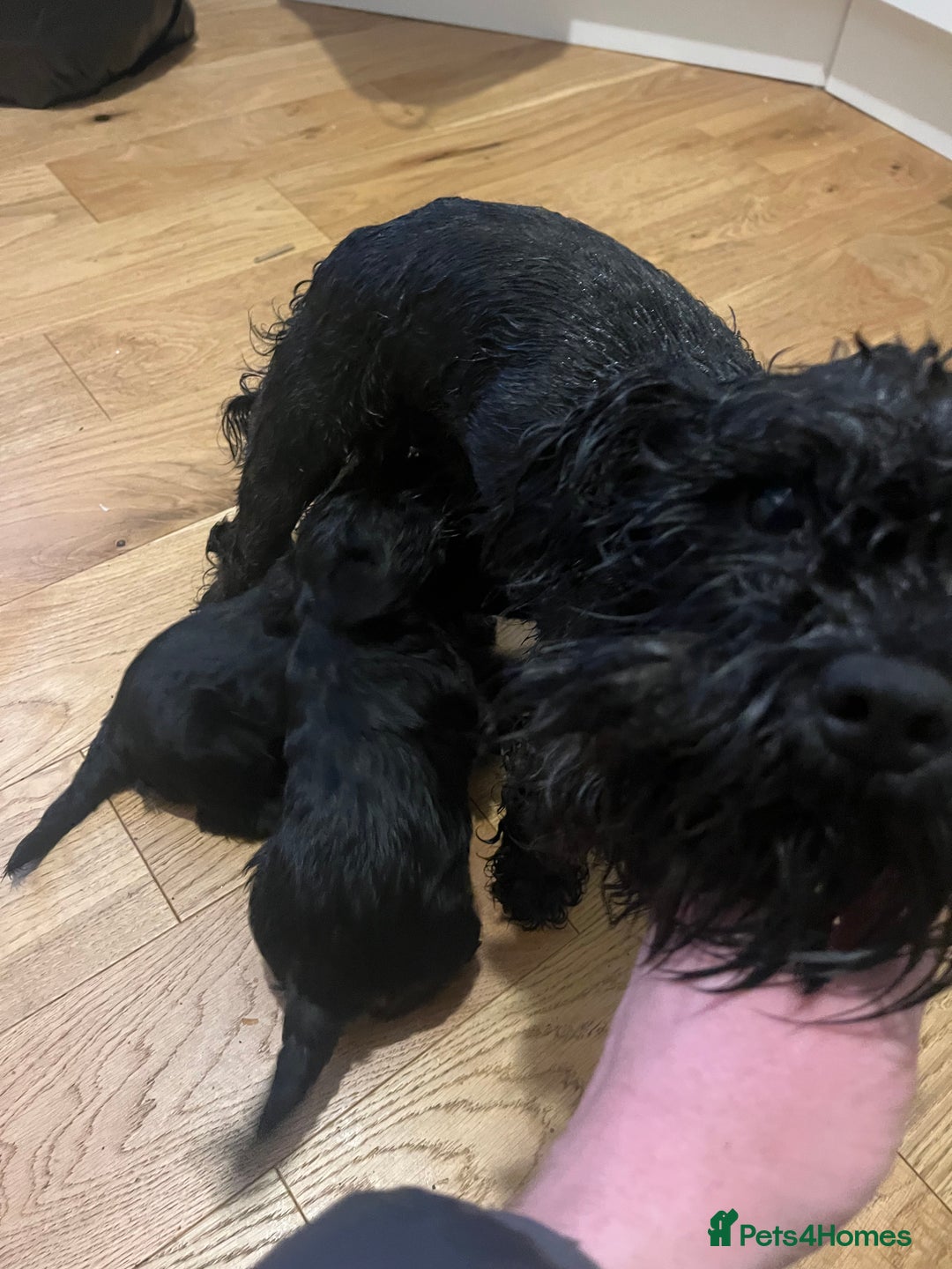 Miniature Schnauzer dogs for sale: Mini schnauzer puppies for sale  - Advert 7