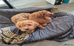 Cockapoo dogs for sale: Gorgeous Cockapoo For Sale - Image 17