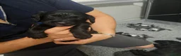 Doxiepoo dogs for sale: Stunning black & white Doxiepoo - Advert 6