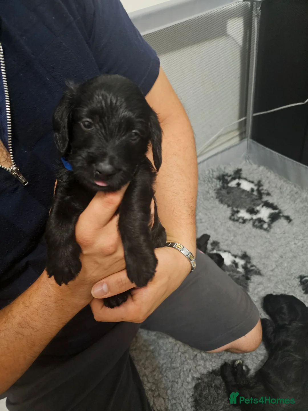 Doxiepoo dogs for sale: Stunning black & white Doxiepoo - Advert 6