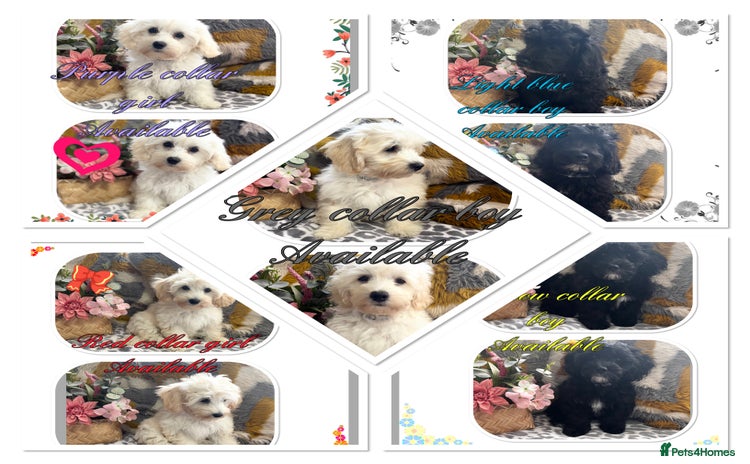 Maltipoo dogs in Newark - Advert 1