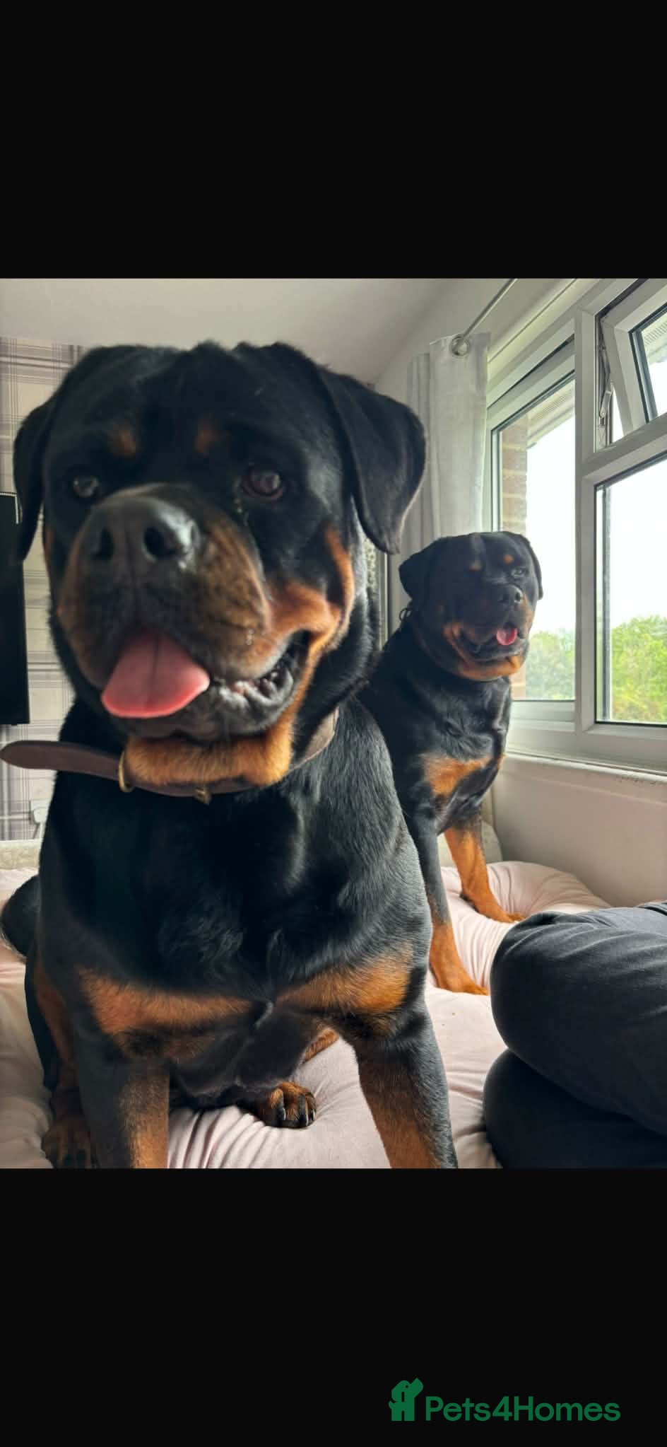 Rottweiler dogs My two beautiful Rottweilers - Advert 1