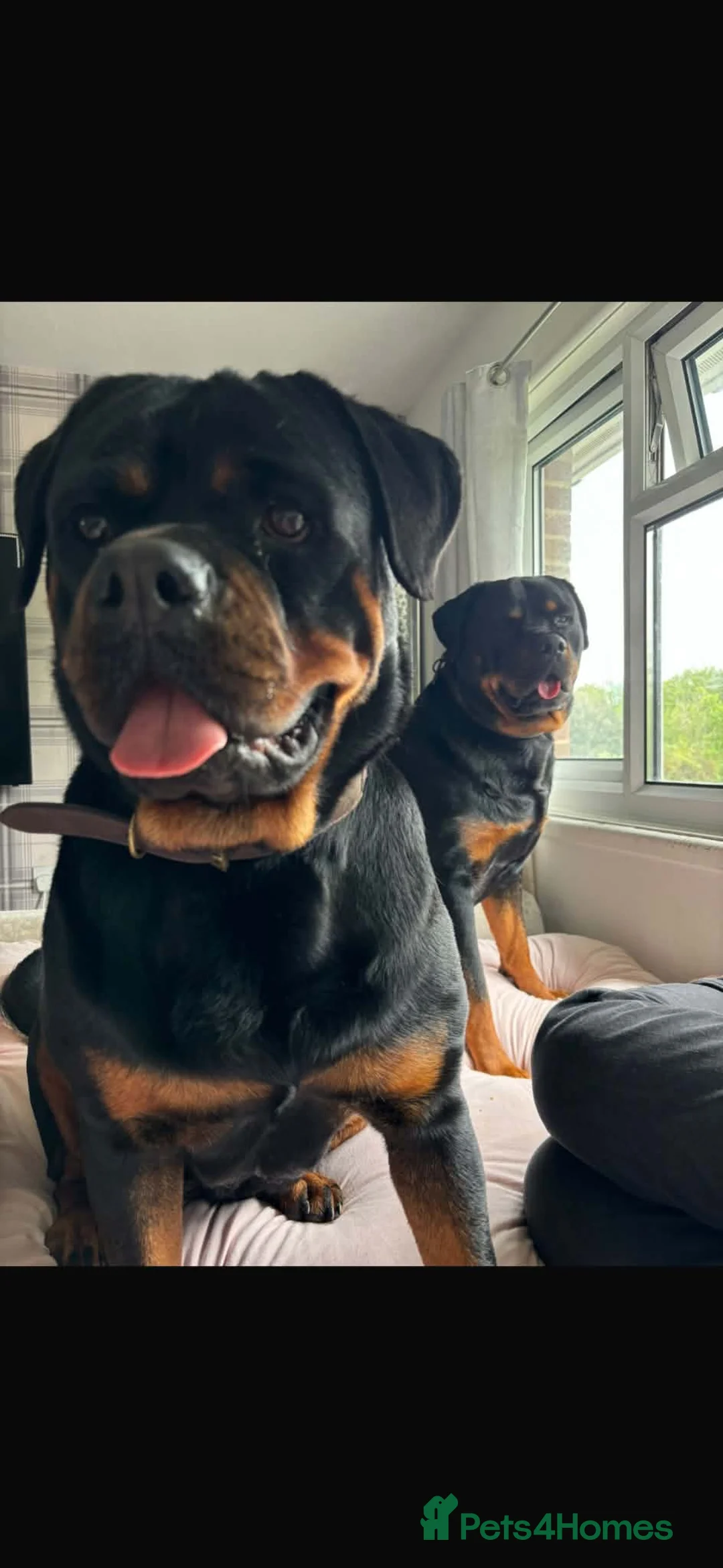 Rottweiler dogs for sale: My two beautiful Rottweilers - Advert 1