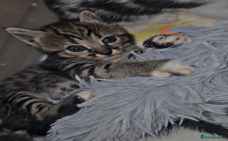 Savannah cats - Advert 2